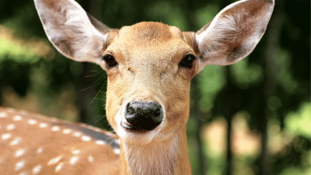 What A Cute Video Of A Deer Can Teach Us About Video Marketing!